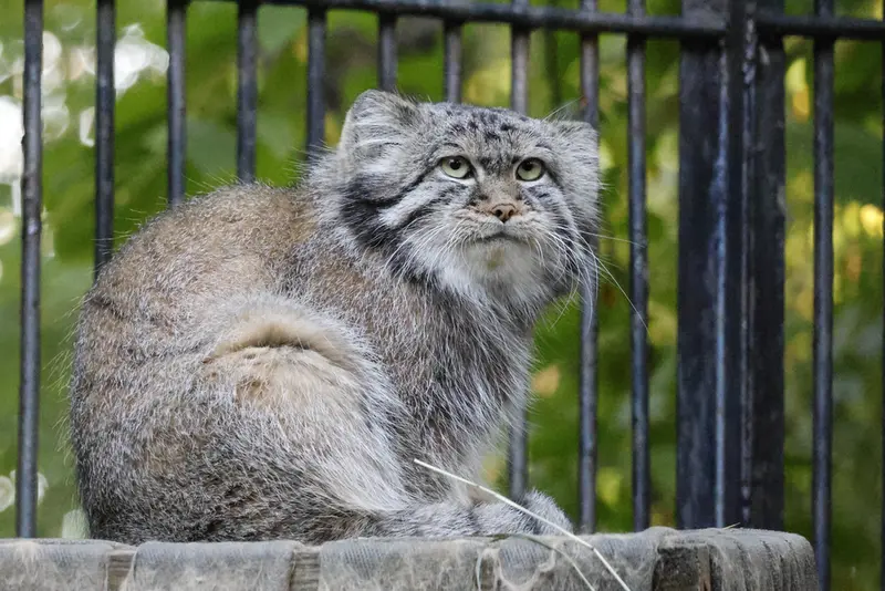 A photograph of Sylvester in Novosibirsk Zoo