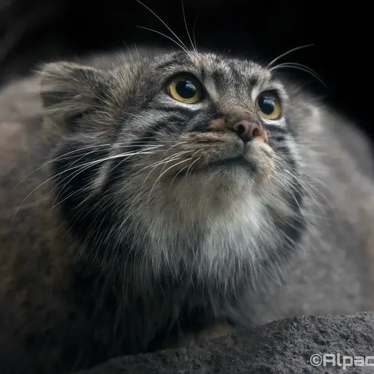 A photograph of Mei in Kobe Animal Kingdom