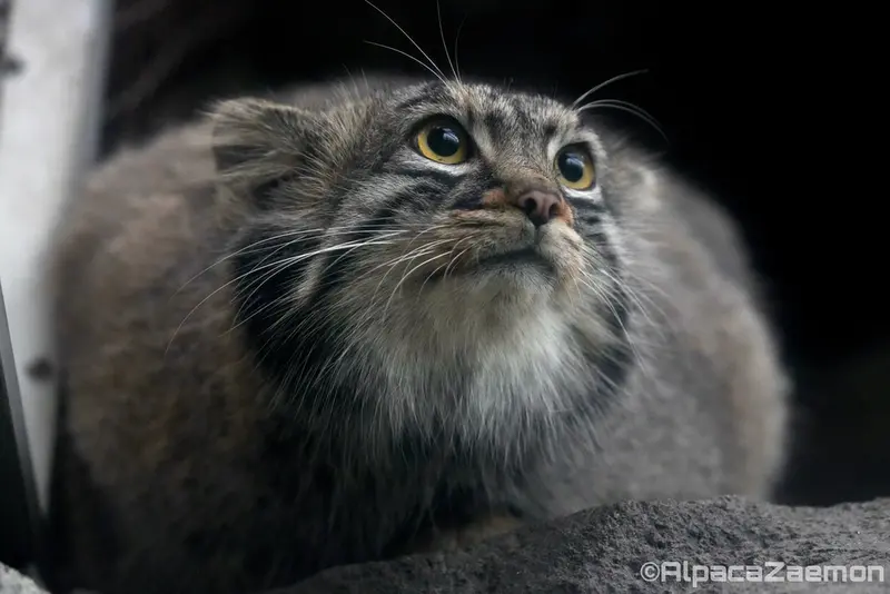 A photograph of Mei in Kobe Animal Kingdom