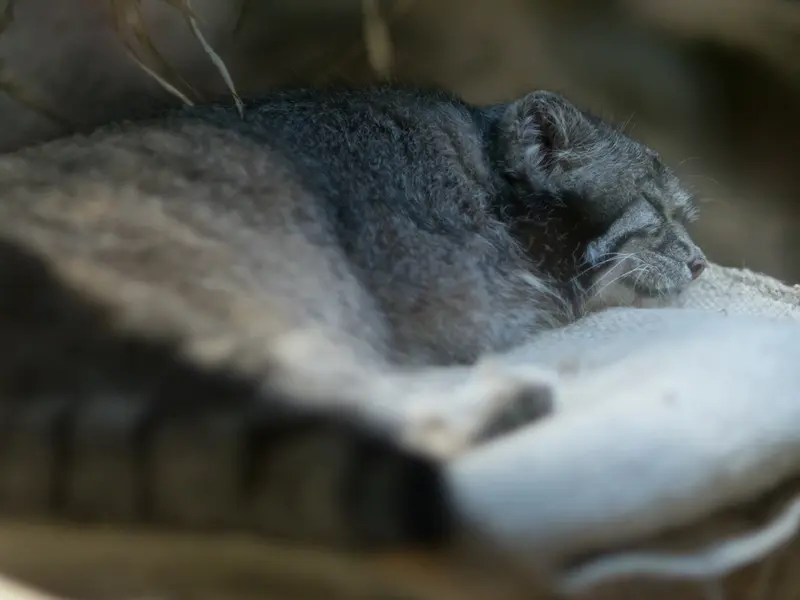 A photograph of Klyon in Ueno Zoological Gardens