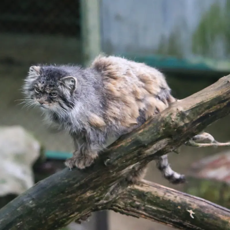 A photograph of Pazzo in Łódź Zoo