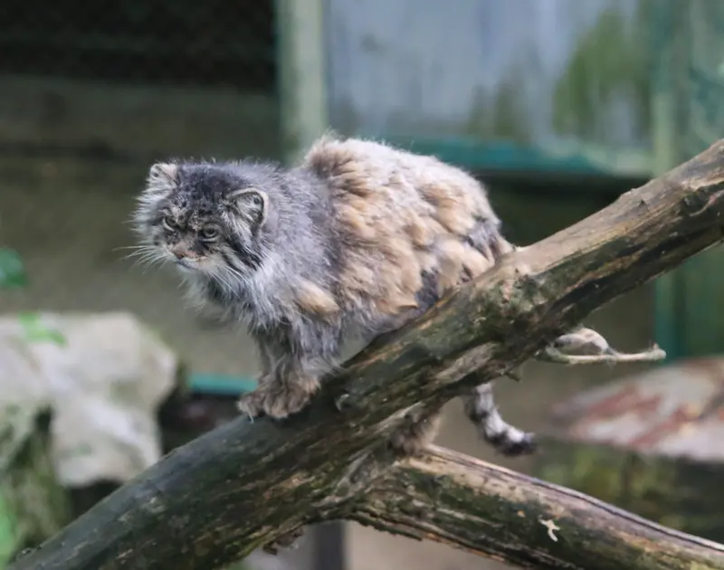 A photograph of Pazzo in Łódź Zoo
