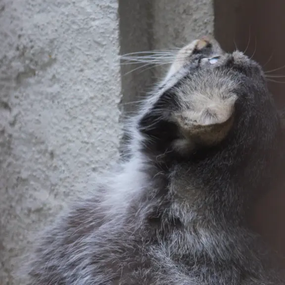 A photograph of a Pallas's cat in Nogeyama Zoo