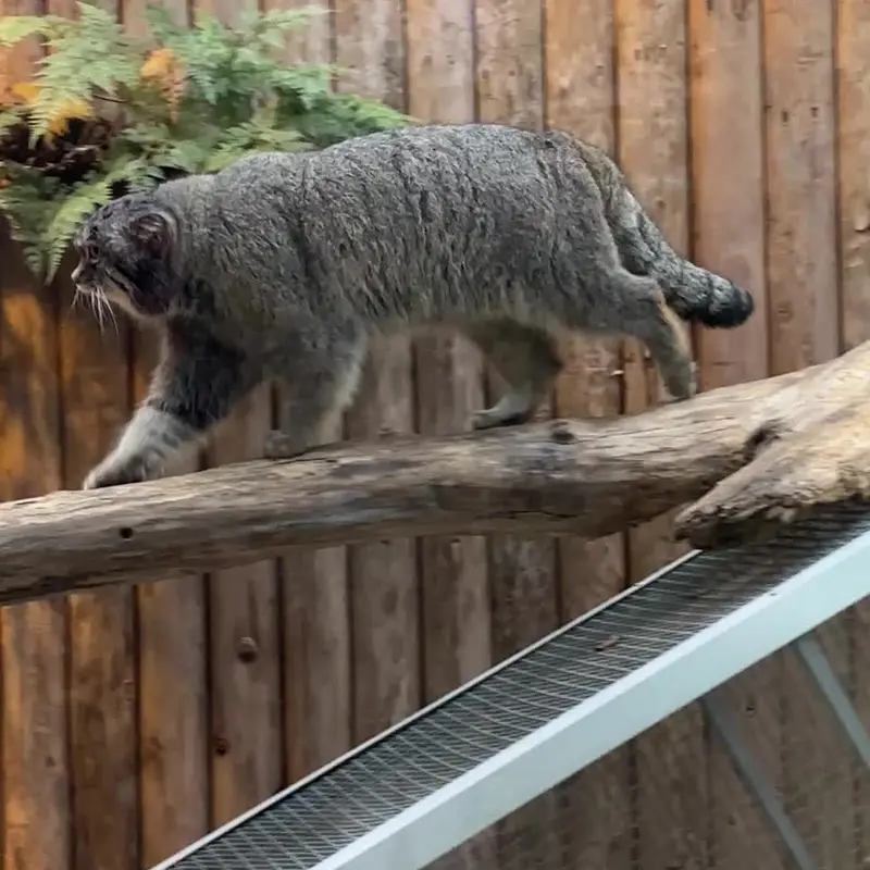 A photograph of a Pallas's cat in Kobe Animal Kingdom