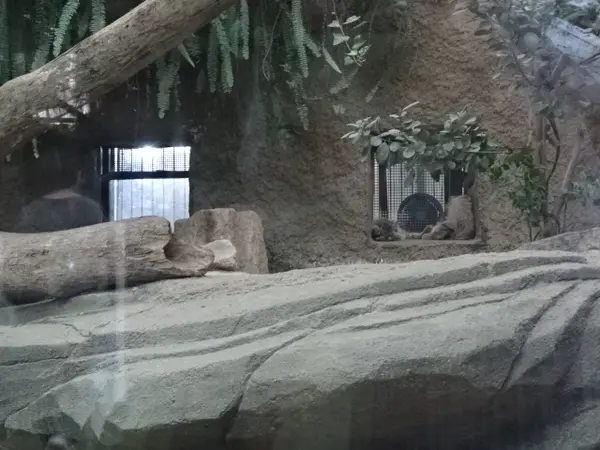 A photograph of a Pallas's cat
