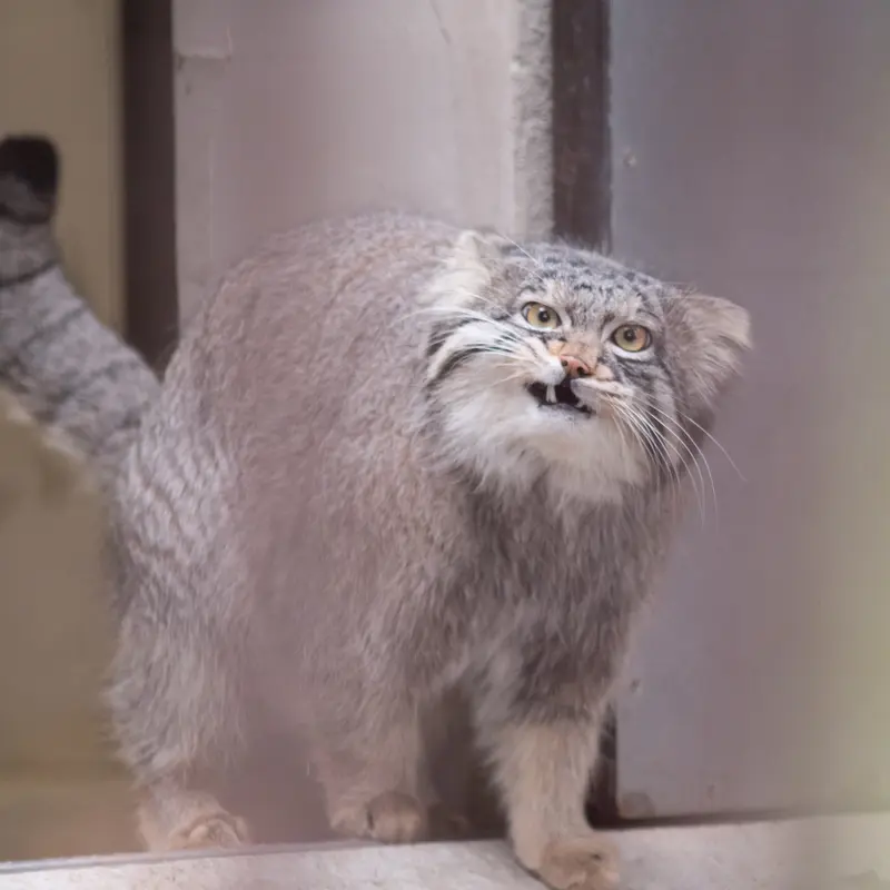 A photograph of Figa in Nogeyama Zoo