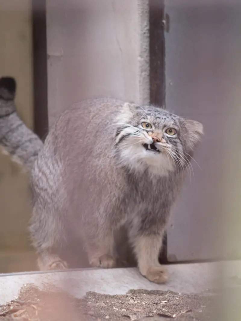 A photograph of Figa in Nogeyama Zoo