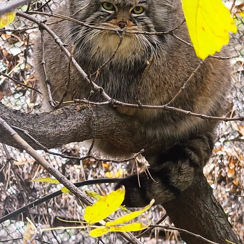A photograph of Zosya in Novosibirsk Zoo