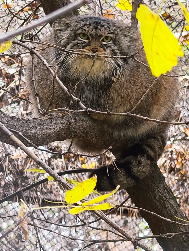 A photograph of Zosya in Novosibirsk Zoo