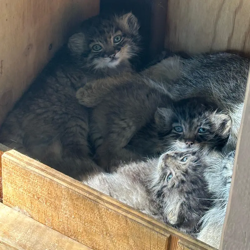 A photograph of Eevie, Kitten of Eevie b.2026 Ⅰ, Kitten of Eevie b.2026 Ⅱ, and Kitten of Eevie b.2026 Ⅲ in Niabi Zoo