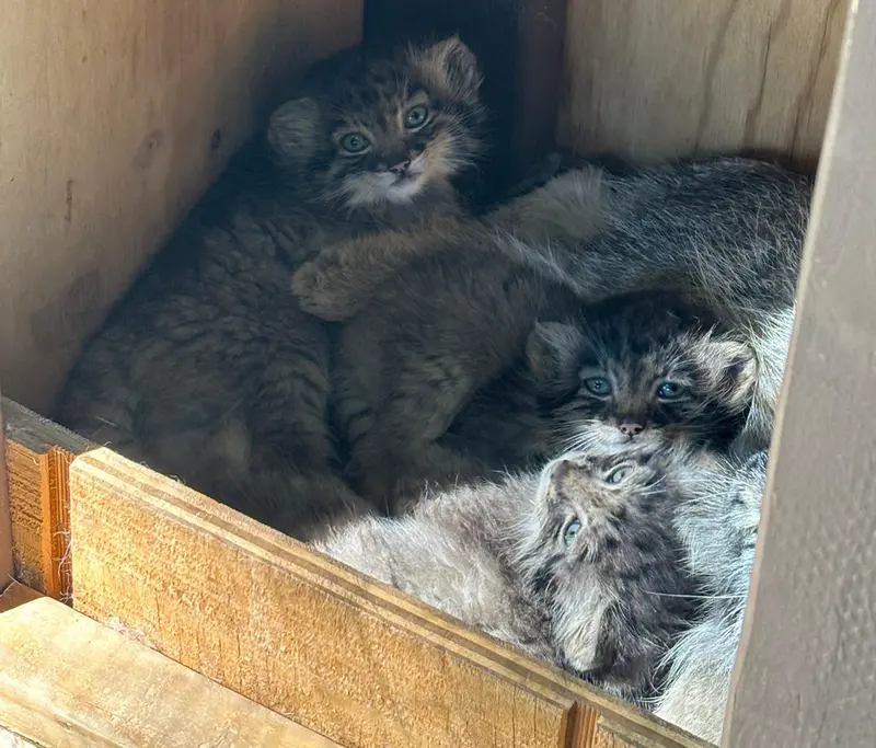 A photograph of Eevie, Kitten of Eevie b.2026 Ⅰ, Kitten of Eevie b.2026 Ⅱ, and Kitten of Eevie b.2026 Ⅲ in Niabi Zoo