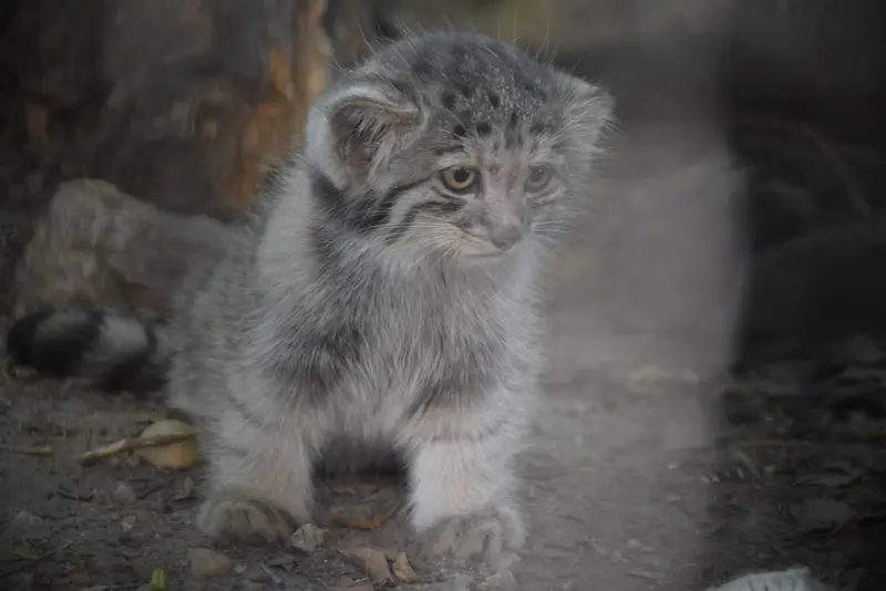 A photograph of Son of Lucy b. 2026 in Budapest Zoo & Botanical Garden