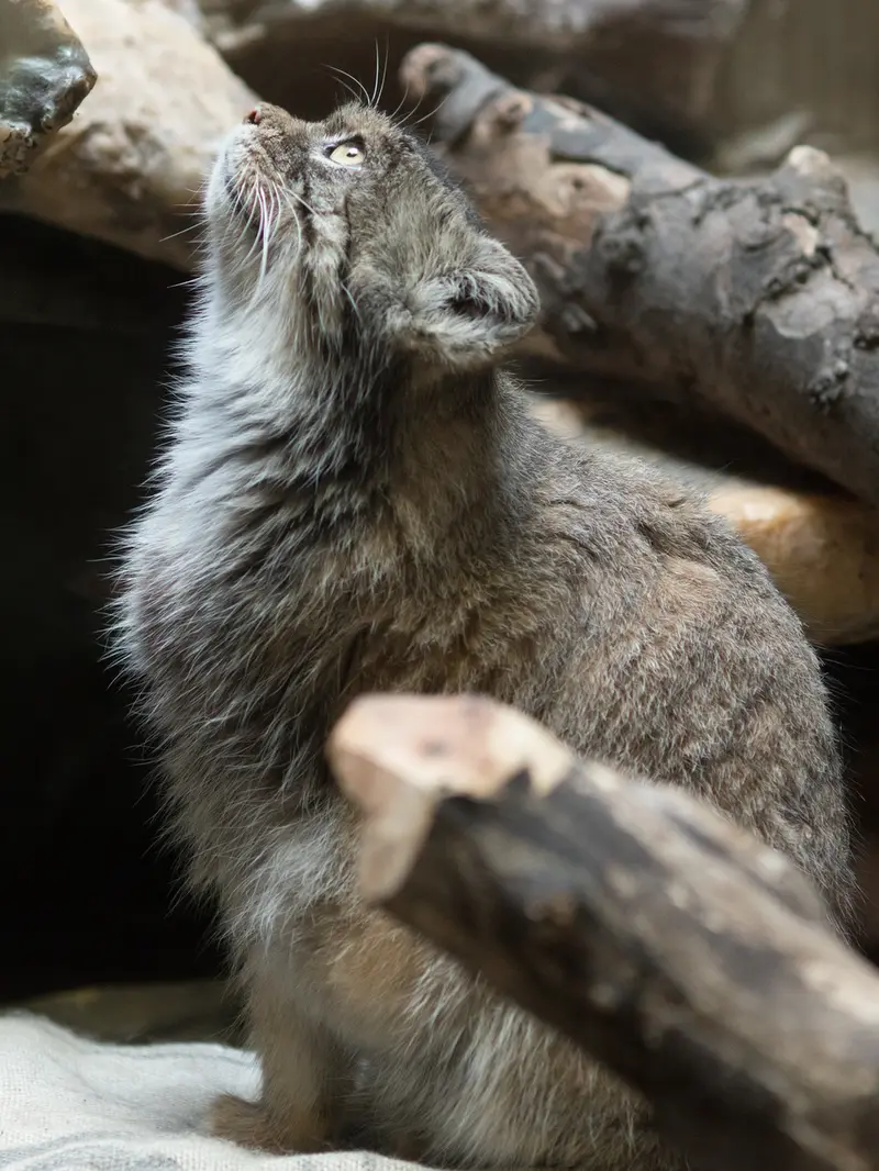 A photograph of Primula in Ueno Zoological Gardens