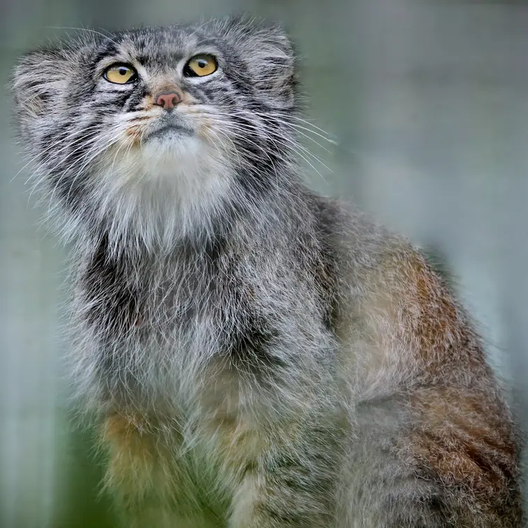 A photograph of Aldan in Zie-Zoo