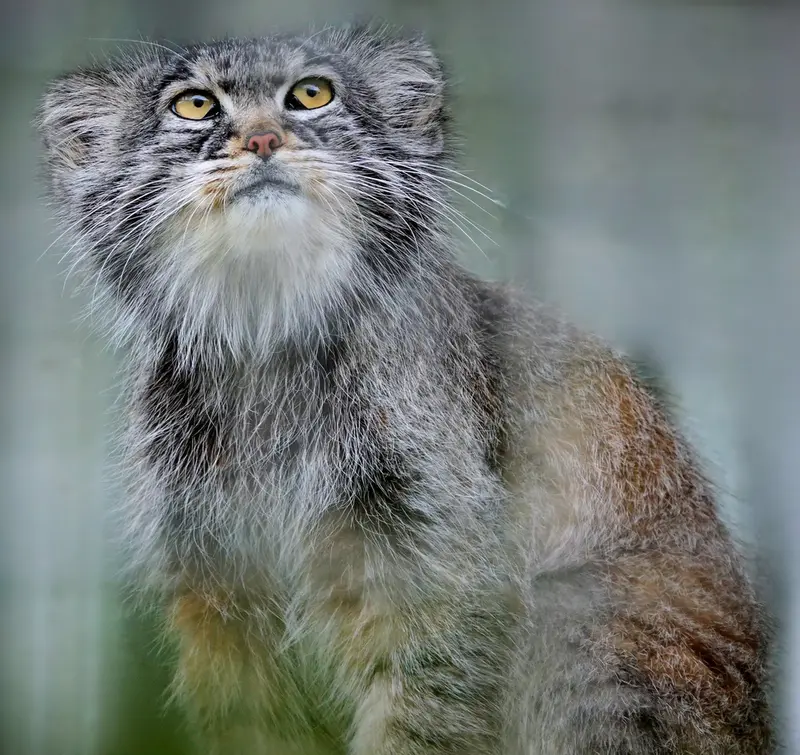 A photograph of Aldan in Zie-Zoo