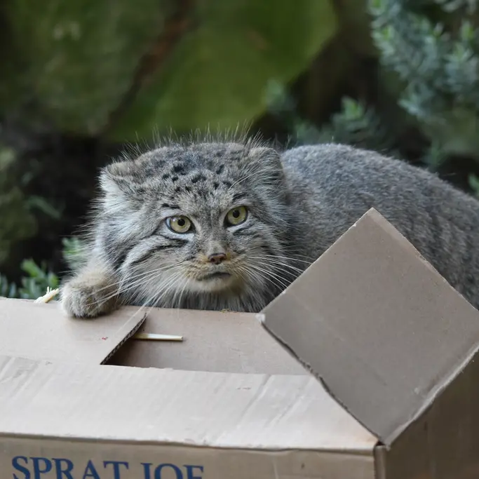 A photograph of Bella in Banham Zoo