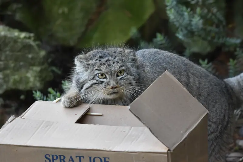 A photograph of Bella in Banham Zoo