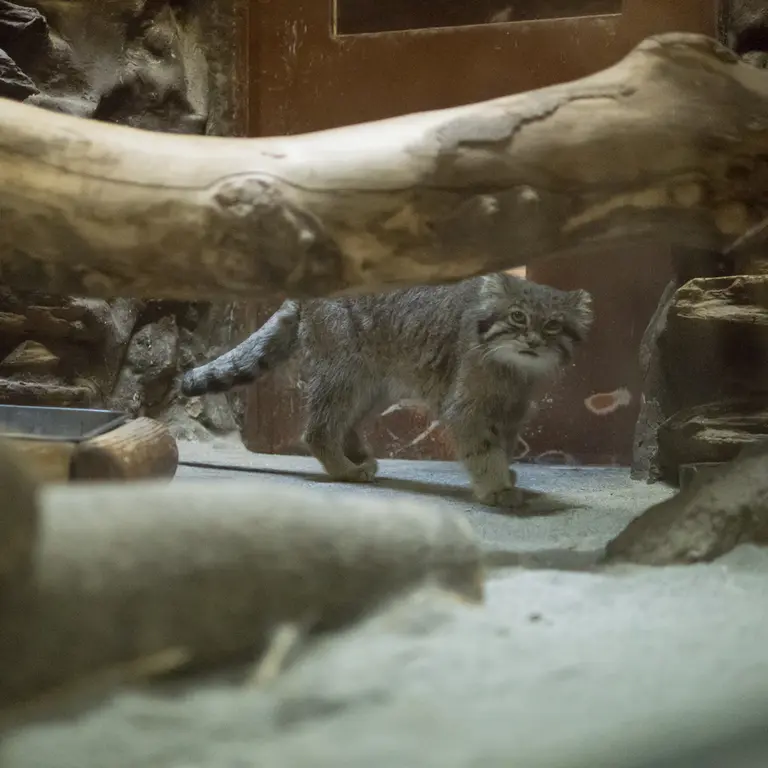 A photograph of Klyon in Ueno Zoological Gardens