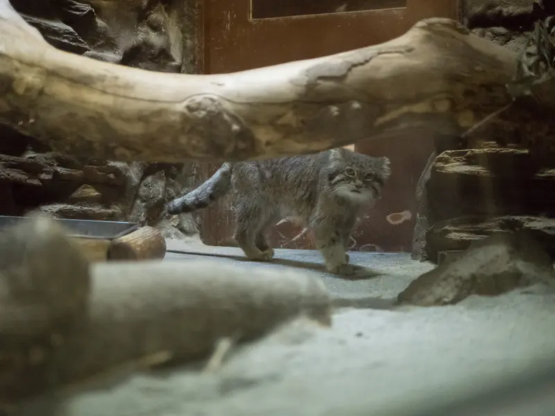 A photograph of Klyon in Ueno Zoological Gardens