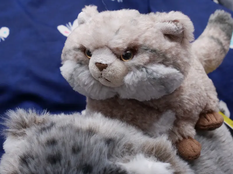 A photograph of a Pallas's cat