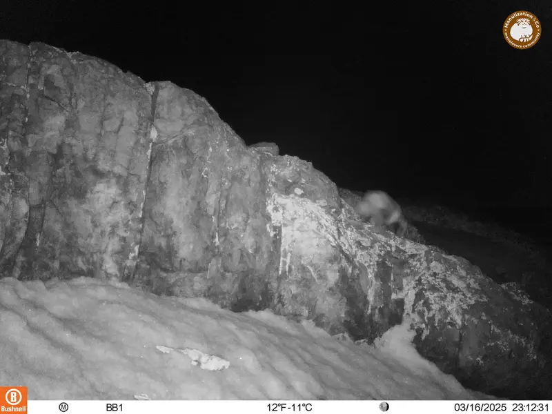 A photograph of Asian badger from Aktas-Kunkora camera trap
