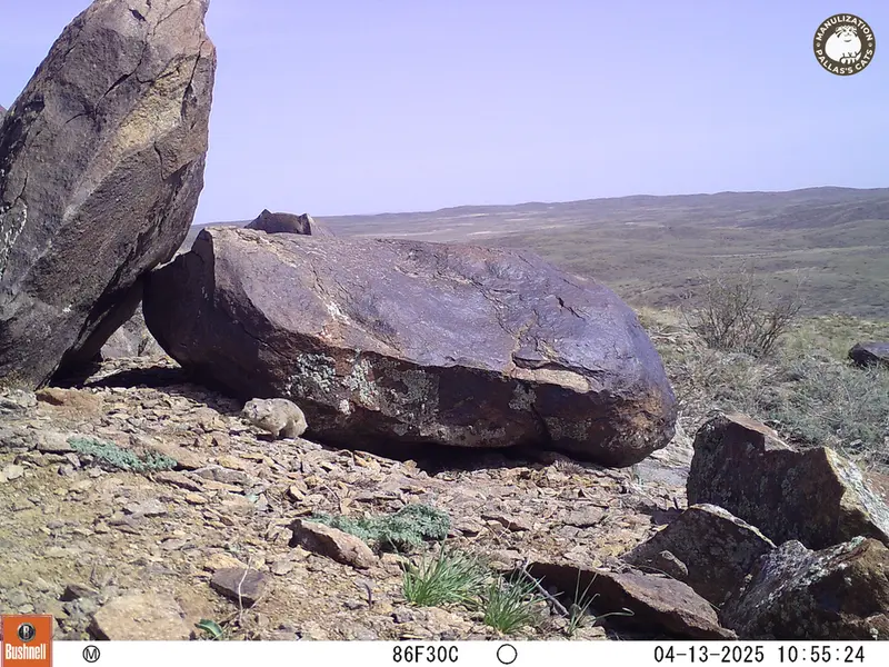 A photograph of Kazakh pika from Koshkar camera trap