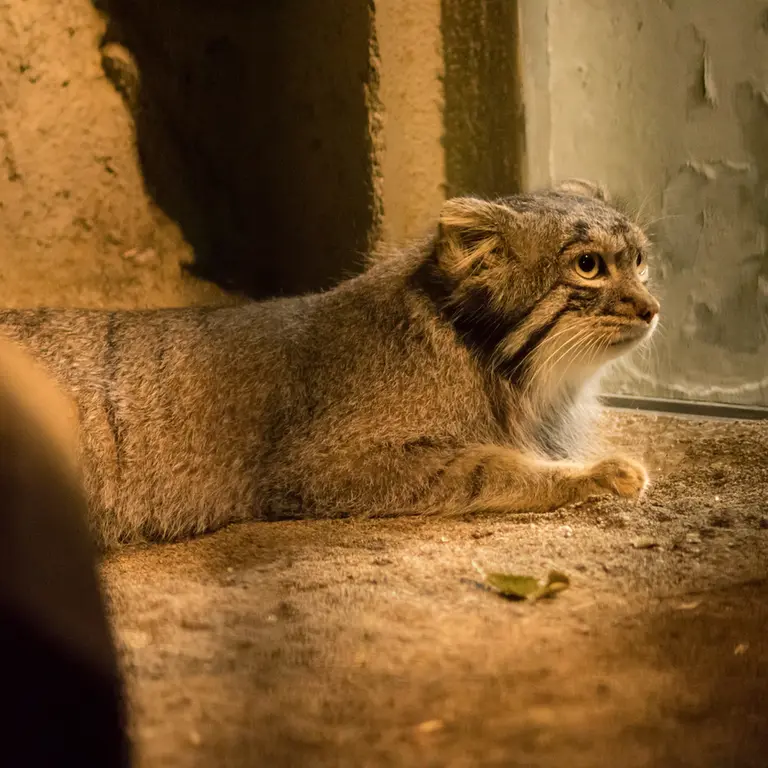 A photograph of Figa in Nogeyama Zoo