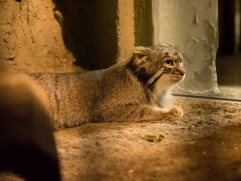 A photograph of Figa in Nogeyama Zoo