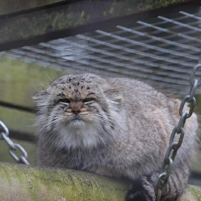 A photograph of Buck in Banham Zoo