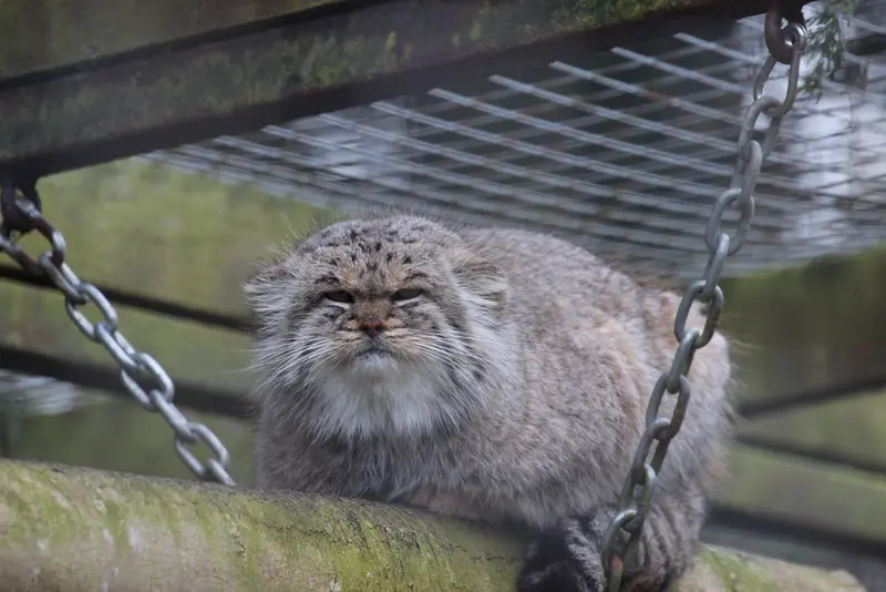 A photograph of Buck in Banham Zoo