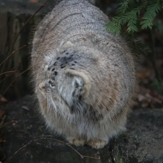 A photograph of Mania in Poznan New Zoo