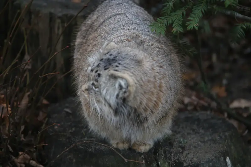 A photograph of Mania in Poznan New Zoo