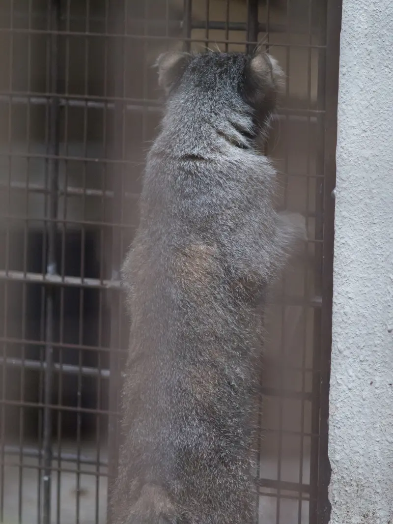 A photograph of Figa in Nogeyama Zoo
