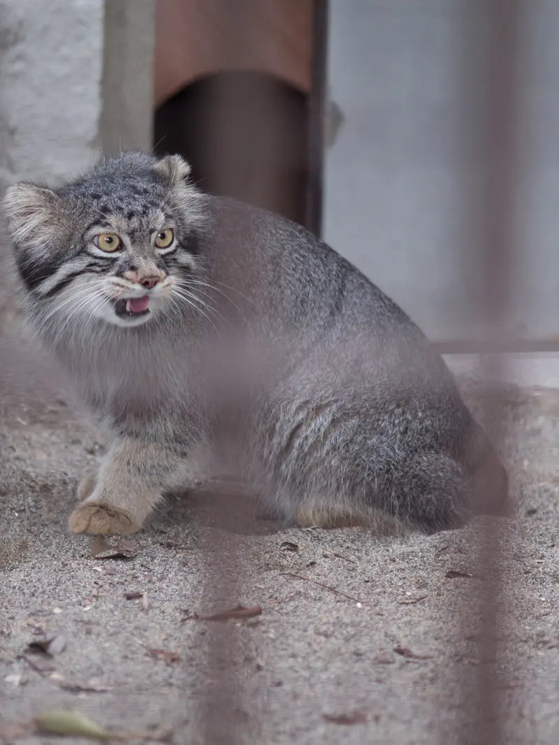 A photograph of Figa in Nogeyama Zoo