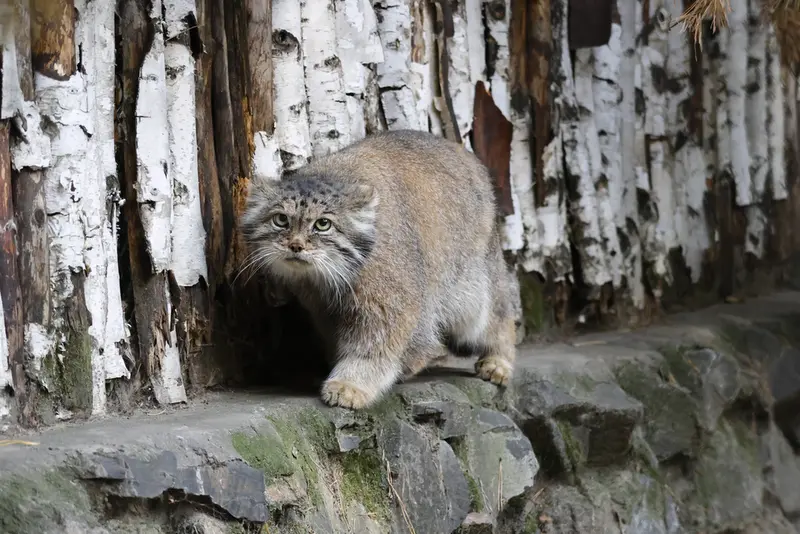 A photograph of Lastochka in Novosibirsk Zoo