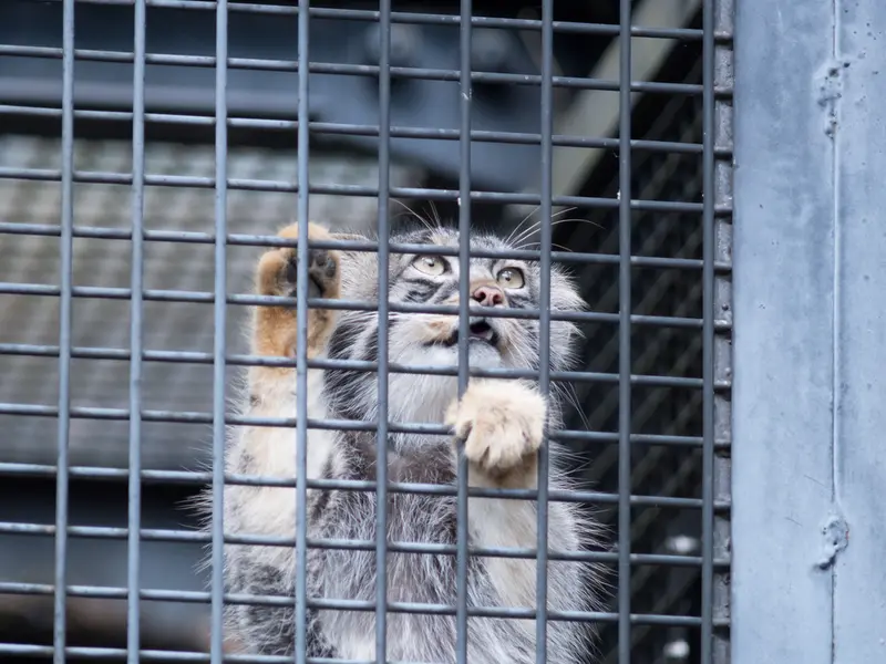 A photograph of Hide in Asahiyama Zoo