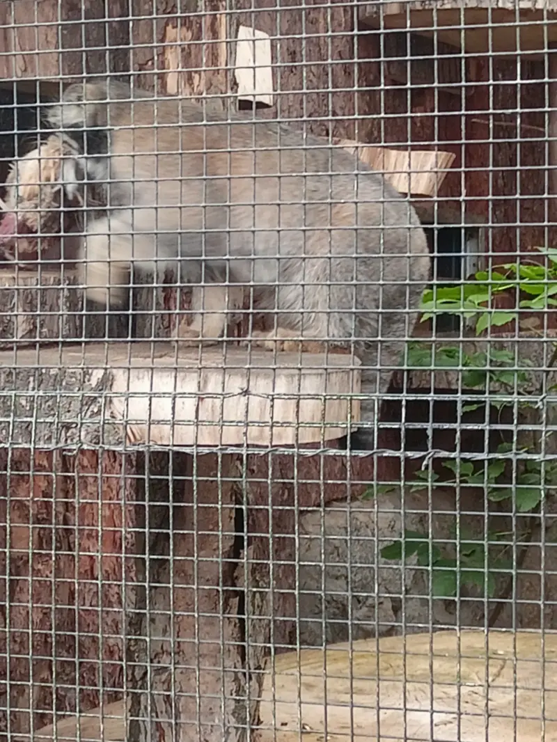 A photograph of a Pallas's cat