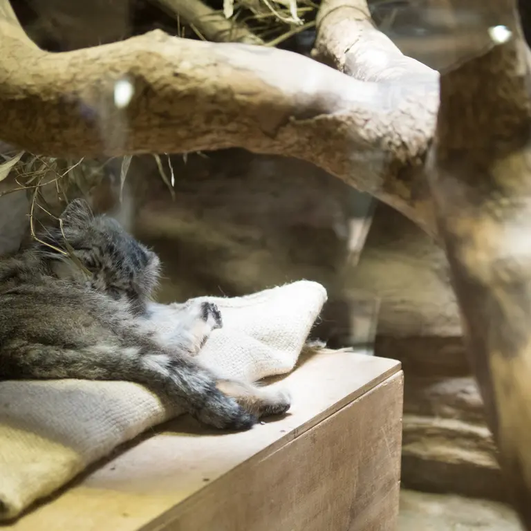 A photograph of Klyon in Ueno Zoological Gardens