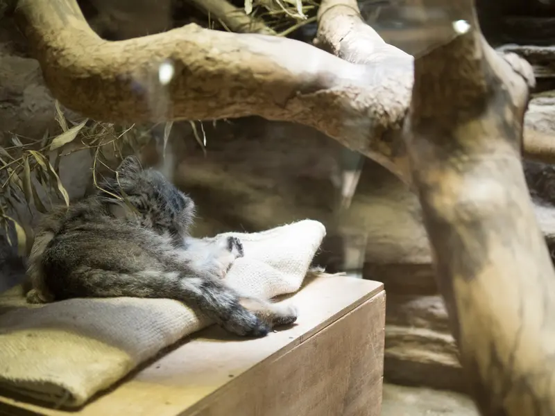 A photograph of Klyon in Ueno Zoological Gardens