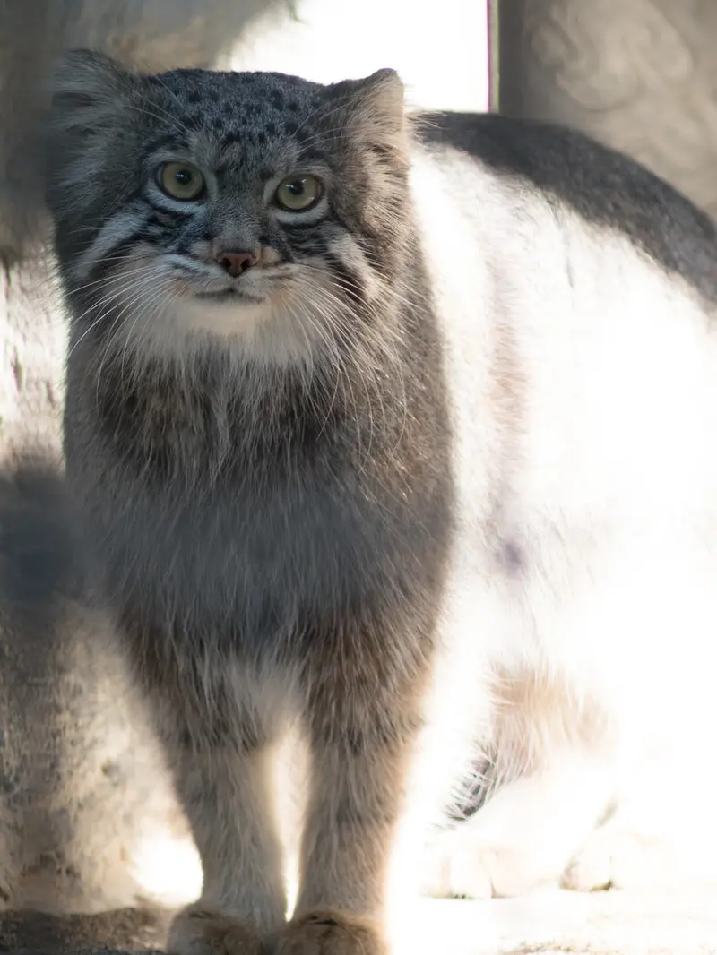 A photograph of Figa in Nogeyama Zoo