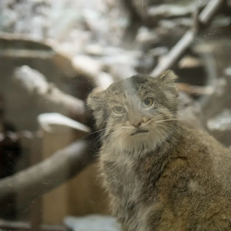 A photograph of Primula in Ueno Zoological Gardens
