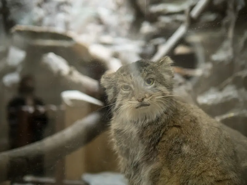 A photograph of Primula in Ueno Zoological Gardens