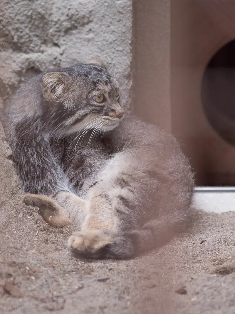 A photograph of Figa in Nogeyama Zoo
