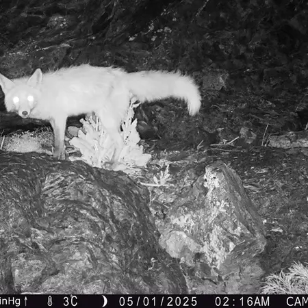 A photograph of Red fox from Zhundy 1 camera trap