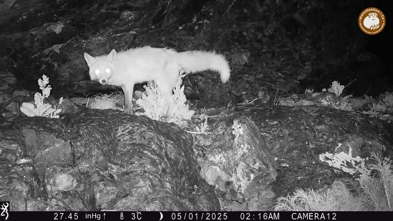 A photograph of Red fox from Zhundy 1 camera trap