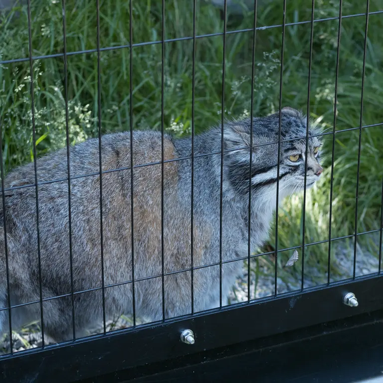 A photograph of Grusha in Asahiyama Zoo