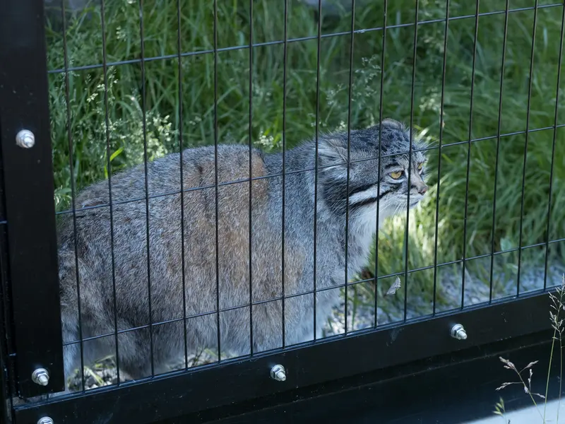 A photograph of Grusha in Asahiyama Zoo
