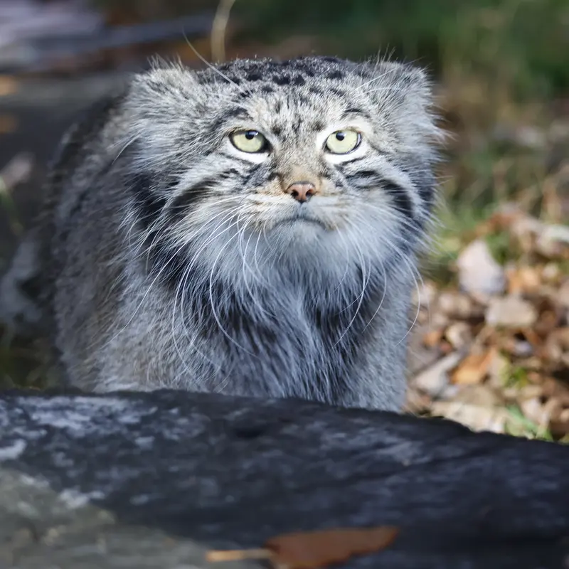 A photograph of Timofey in Moscow zoo