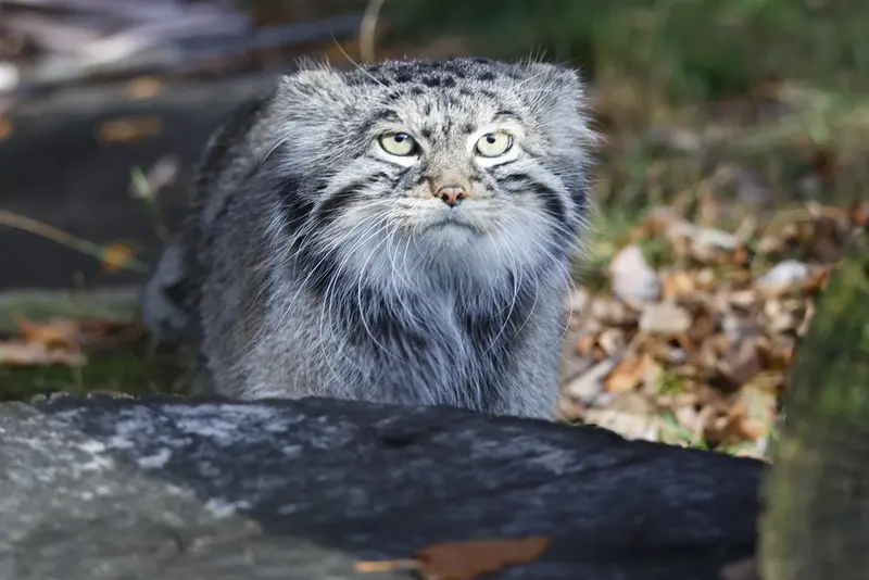 A photograph of Timofey in Moscow zoo
