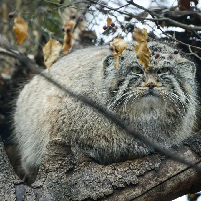 A photograph of Son of Erdene Ⅳ b. 2016 in Szeged Zoo